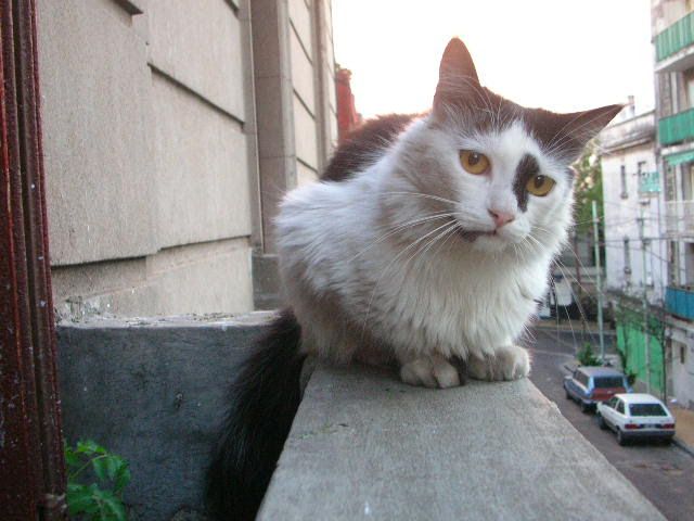 Maluco en el balcón de la Calle Prudan