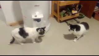 Conociendo a Cocó